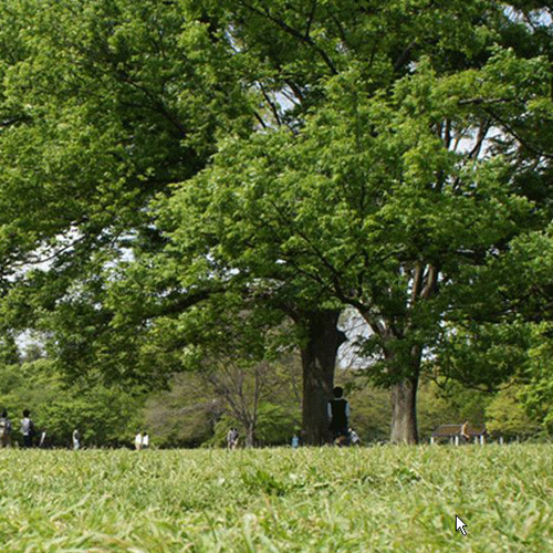 【Ag】Shibaful-Yoyogi Park- for iPhone SE/5/5s