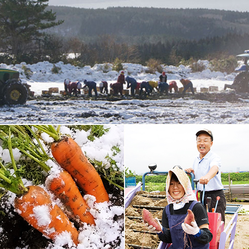 【Calbee】国産野菜チップス 青森県産雪んこ人参と石川県産五郎島金時 BOXタイプ