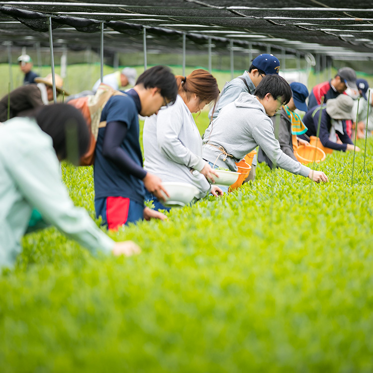 【新緑園】匠厳選 煎茶ティーバッグ 30パック入り(個包装)蘭字箱