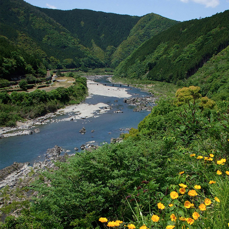 【四万十ドラマ】しまんとロール地栗巻き