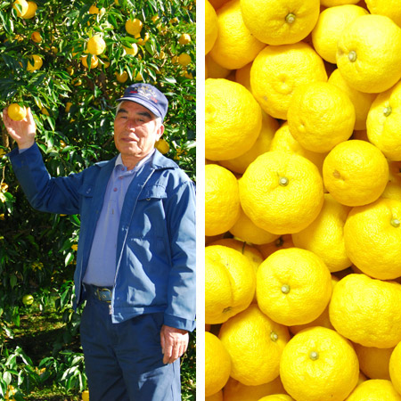 高知・徳島県産の「ユズ」など11種の国産植物を配合「凛恋(りんれん)」のヘアケアアイテム