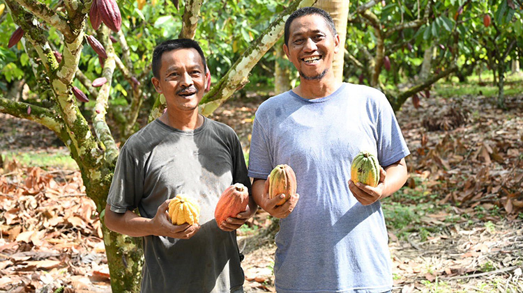 dari K(ダリケー)】カカオが香るチョコレート・トリュフ -Sulawesi Selection-