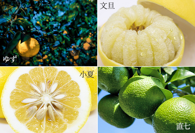 【酔鯨酒造】酔鯨リキュールかじゅ