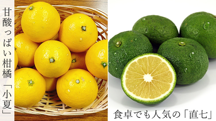 【酔鯨酒造】酔鯨リキュールかじゅ