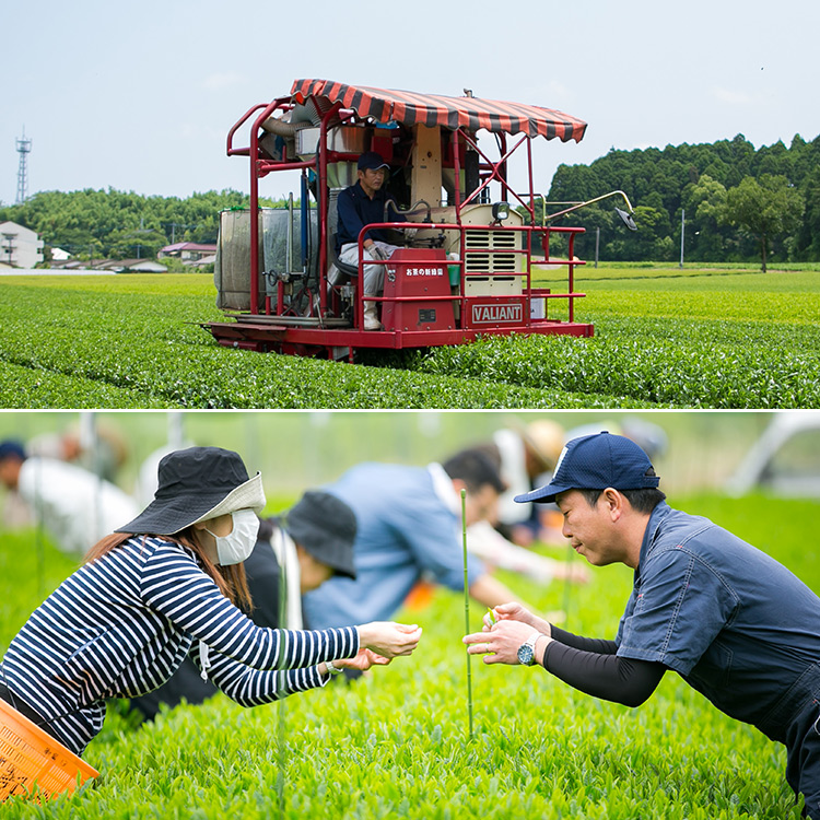336_0001_【新緑園】特選茶筒セット(特選煎茶、特選ぐり茶)
