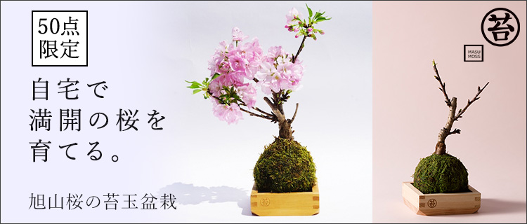 【MASUMOSS】旭山桜の苔玉盆栽