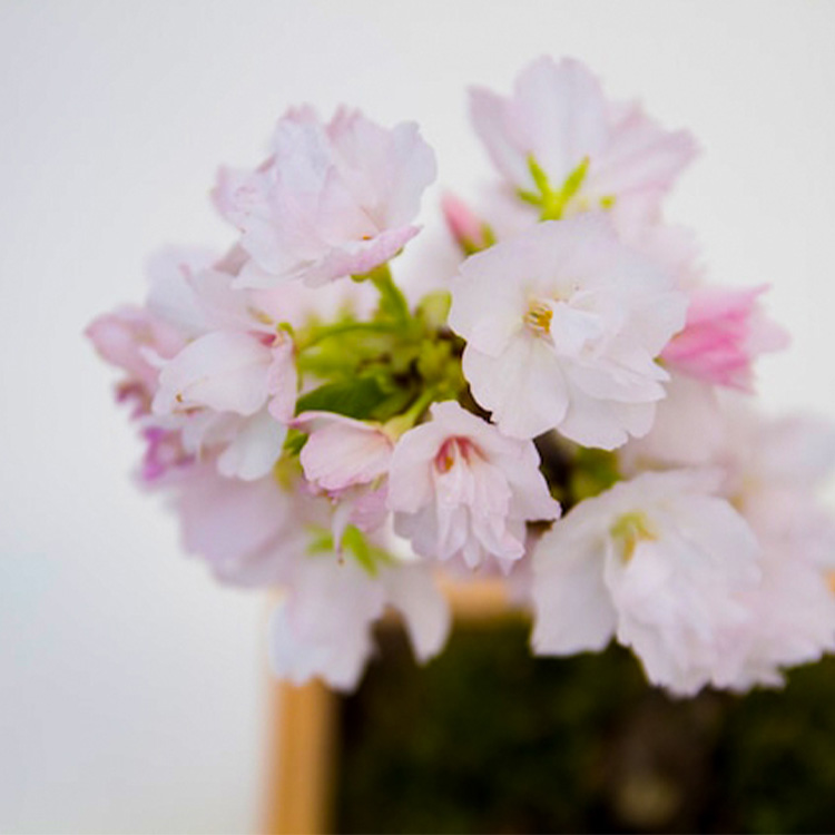 【MASUMOSS】旭山桜の苔玉盆栽