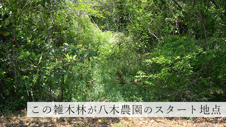 【八木農園】小豆島・自社農園産100% エキストラヴァージンオリーブオイル