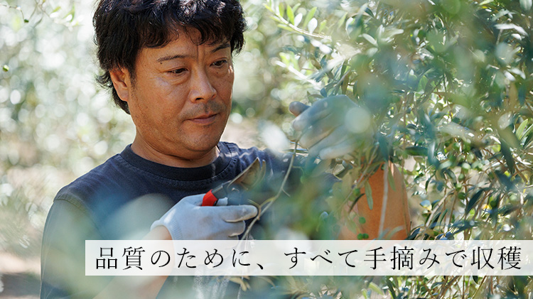 【八木農園】小豆島・自社農園産100% エキストラヴァージンオリーブオイル