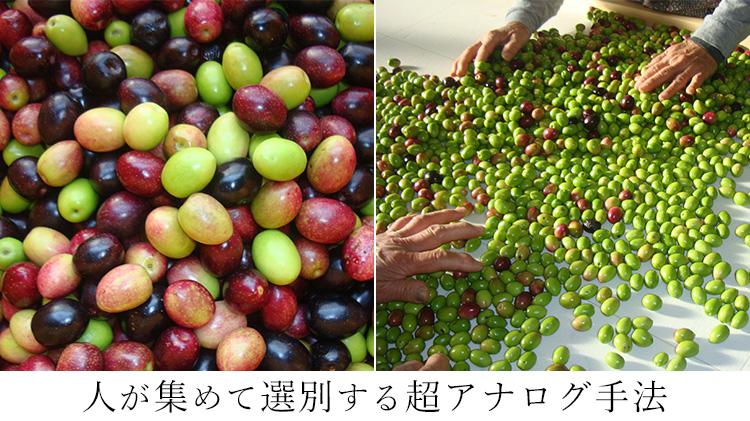 【八木農園】小豆島・自社農園産100% エキストラヴァージンオリーブオイル