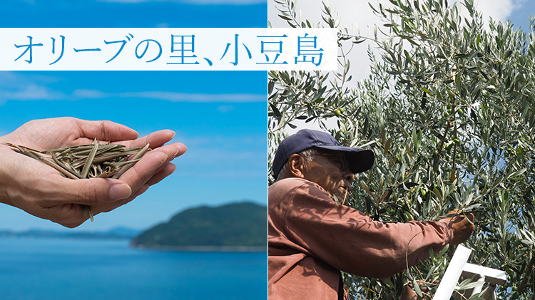 【Cargo Ship】小豆島オリーブ帆布 シリーズ