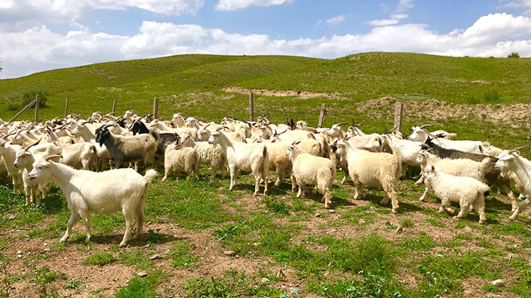 【CENTENA】LUXURY カシミヤ100％マフラー