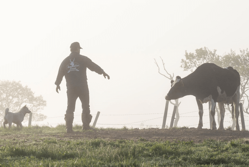 オイカワデニム DEER HAIR スタジャン