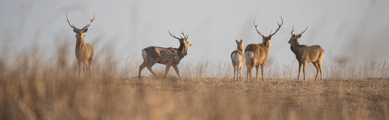 オイカワデニム DEER HAIR スタジャン