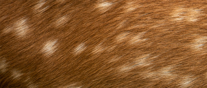 オイカワデニム DEER HAIR スタジャン