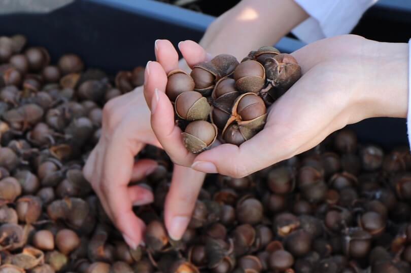 【ひとつ ひとつ】Tea Seed Oilネイルペン