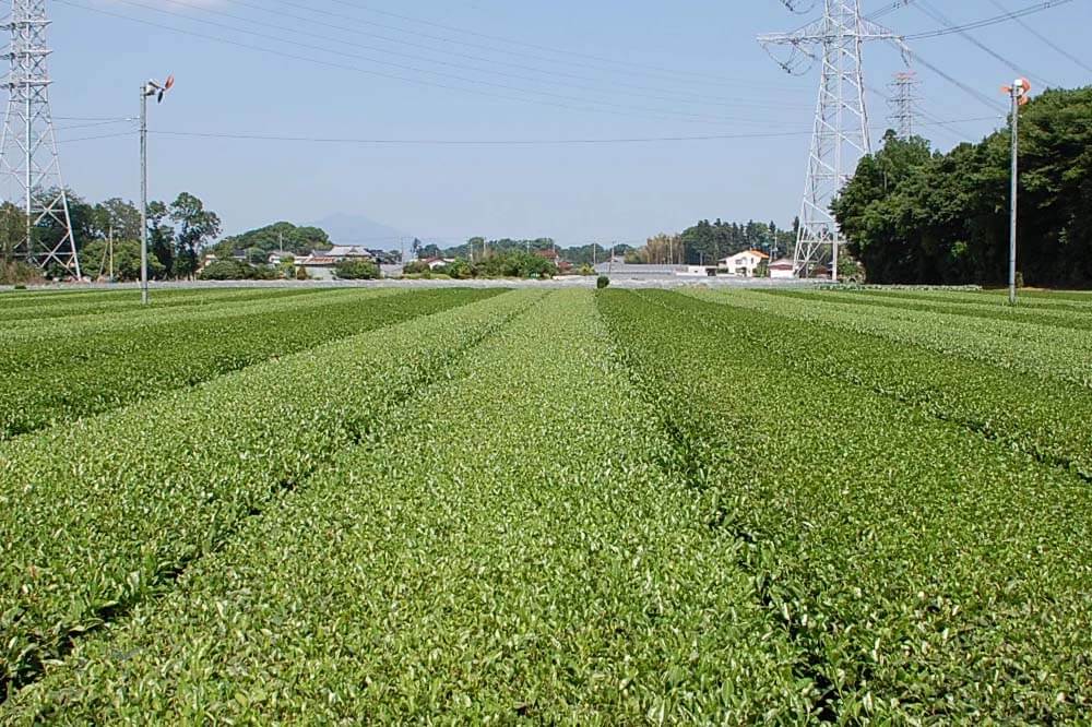 【ひとつ ひとつ】Tea Seed Oilネイルペン
