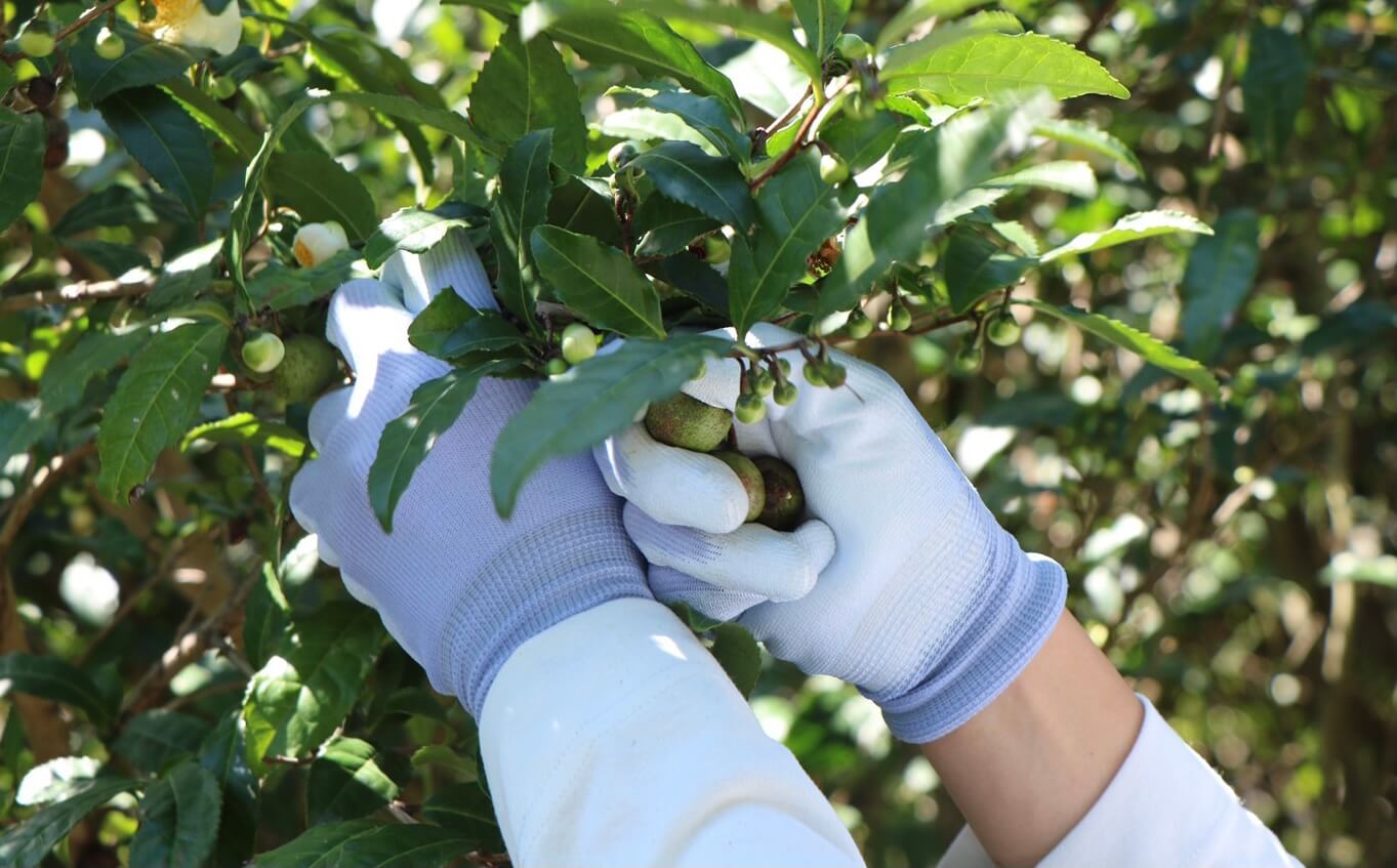 【ひとつ ひとつ】Tea Seed Oilネイルペン