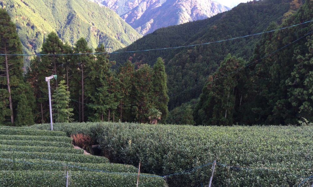 【ひとつ ひとつ】Tea Seed Oilネイルペン