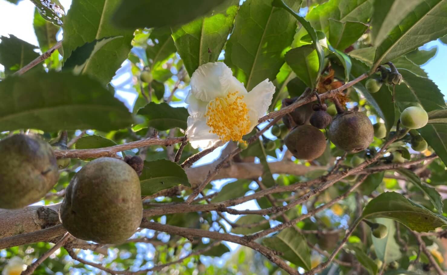 【ひとつ ひとつ】Tea Seed Oilネイルペン