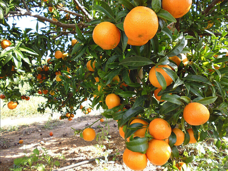 【ひとつ ひとつ】ネロリウォーター＆柑橘３種エッセンシャルオイル