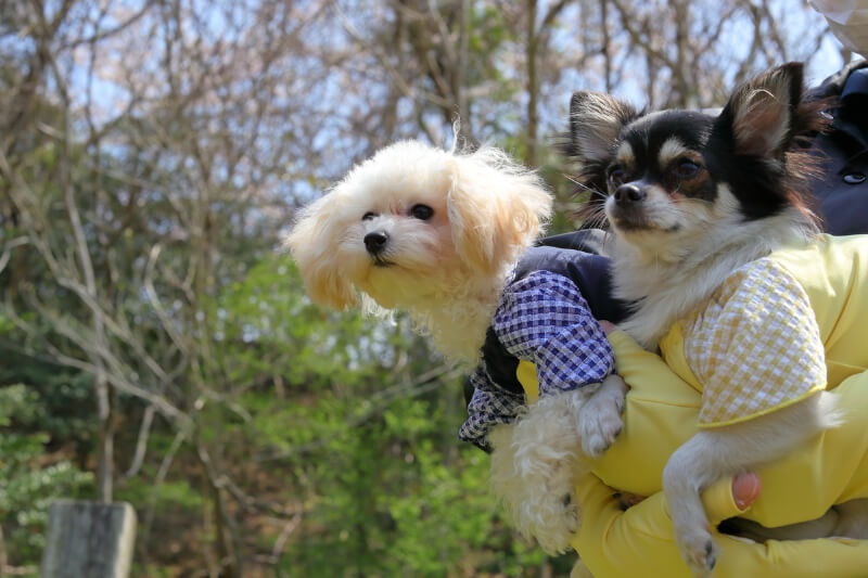 【福田手袋】ドッグウェア・お散歩手袋セット