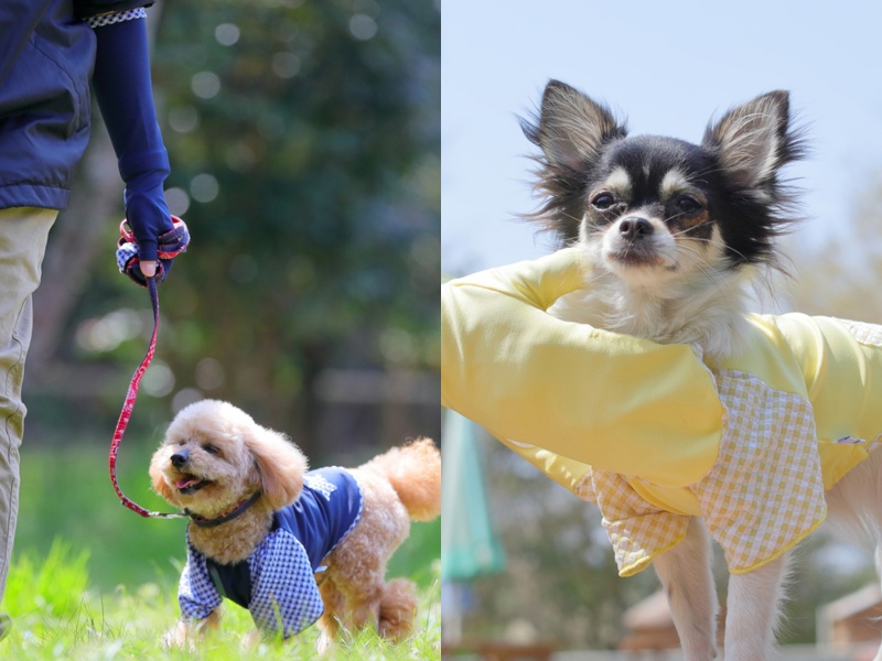 【福田手袋】ドッグウェア・お散歩手袋セット