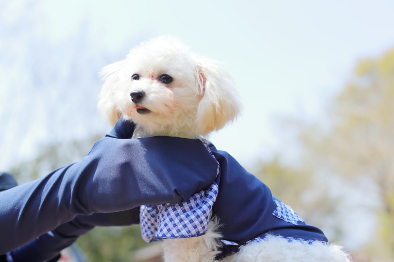 【福田手袋】ドッグウェア・お散歩手袋セット