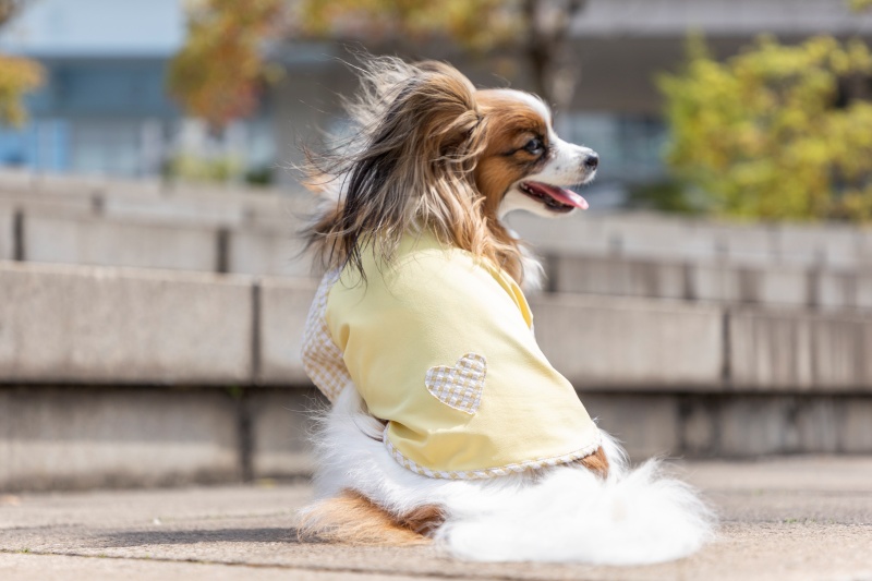 【福田手袋】ドッグウェア・お散歩手袋セット