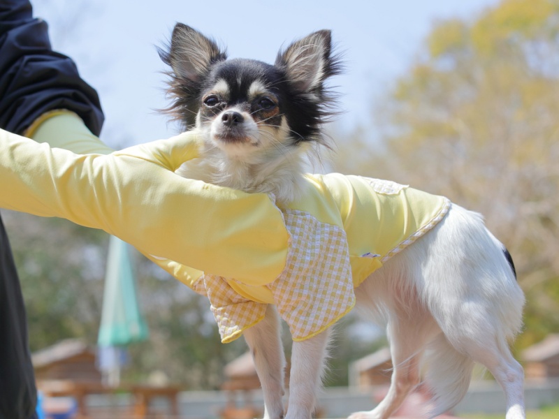 【福田手袋】ドッグウェア・お散歩手袋セット