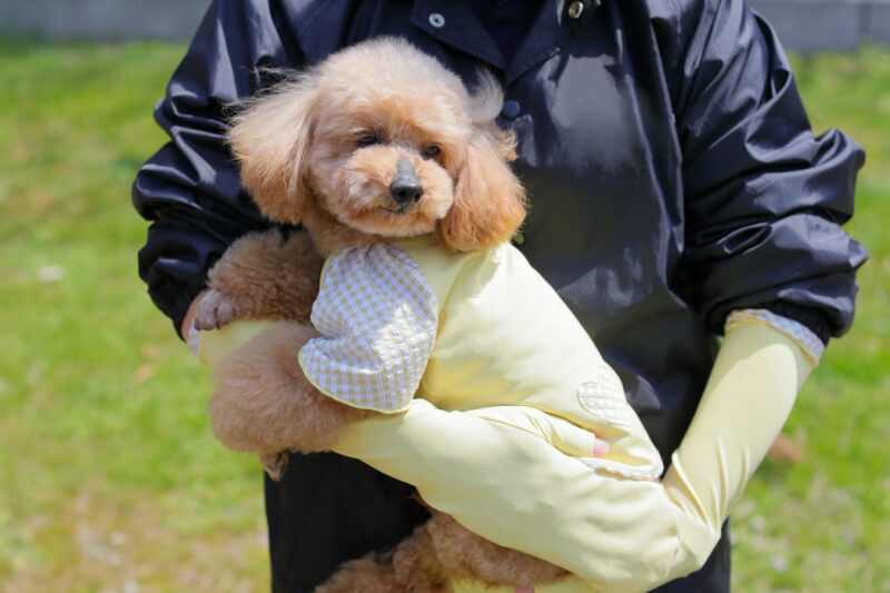 【福田手袋】ドッグウェア・お散歩手袋セット