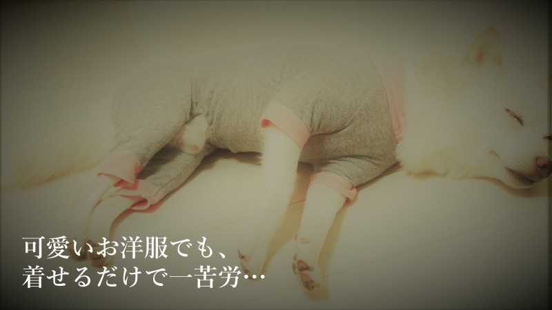 【福田手袋】ドッグウェア・お散歩手袋セット