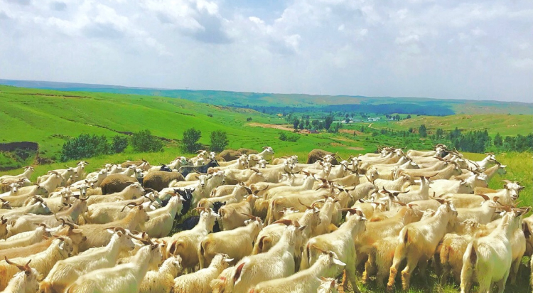 【el alto】ワイルドカシミヤ100%アランセーター